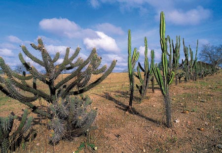 mandacaru