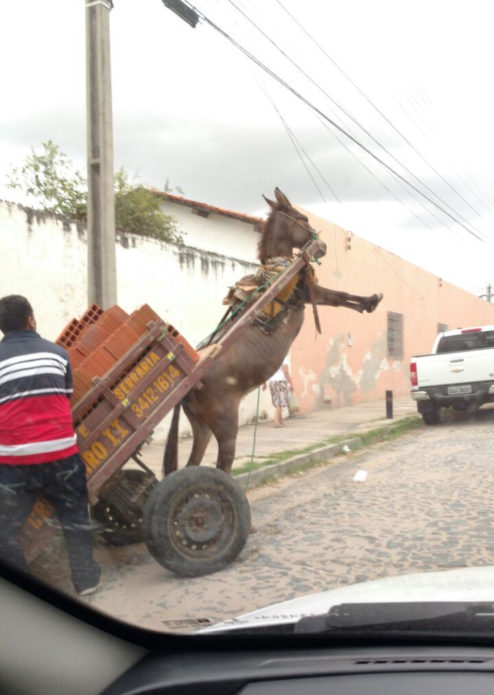 burro_levantado_pra_cima