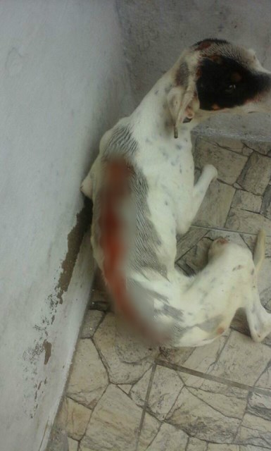 cachorro_couro_cortadoe_