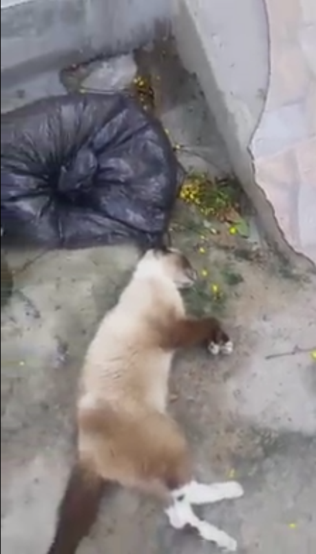 gatos_motos_vila_azziz