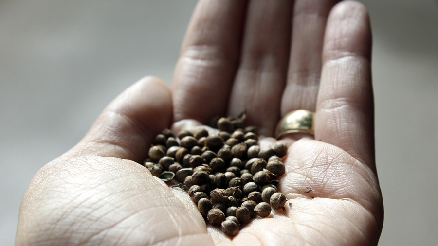 sementes_de_maconha_