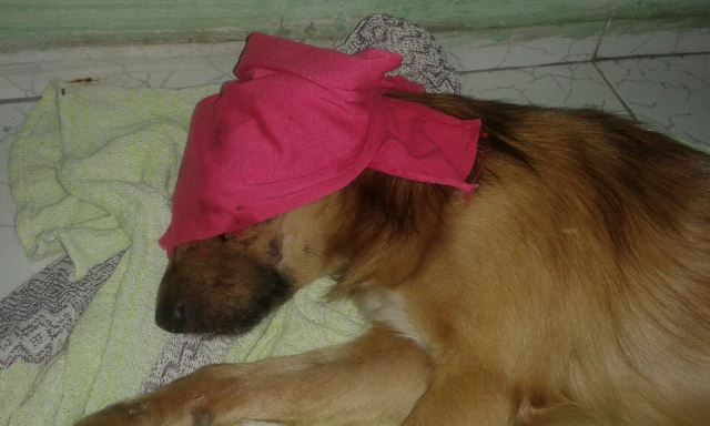 cachorro_olhos_arrancadosAA