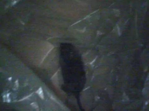 rato_eudasio_barroso