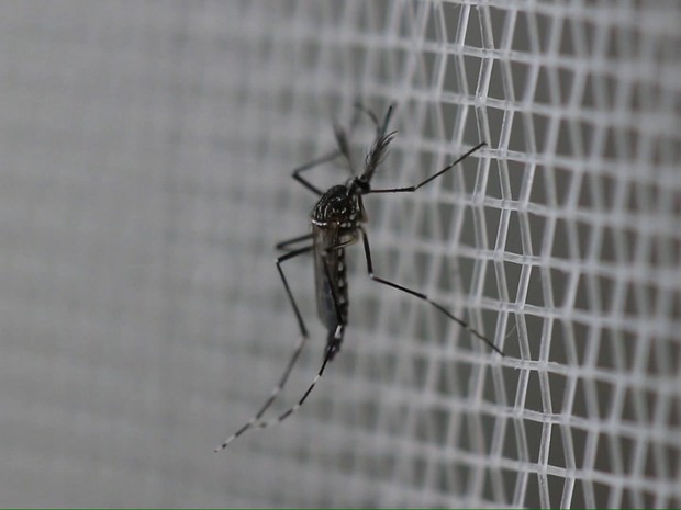 dengue06082016